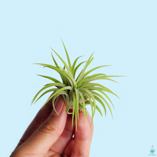 Tillandsia Ionantha Airplant - Plant Collective