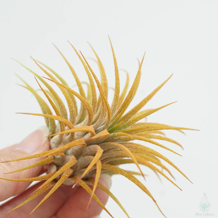 Blooming Tillandsia Ionantha (ORANGE) - Plant Collective