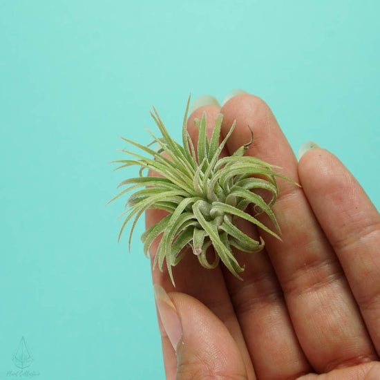 Tillandsia Ionantha Airplant - Plant Collective