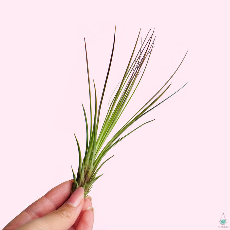 Air Plant Party Pack (Medium) - Plant Collective