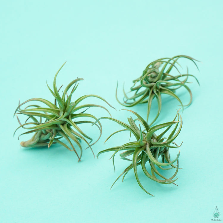 Tillandsia Miniata