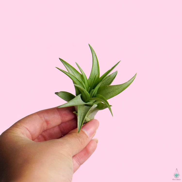 Air Plant Party Pack (Small) - Plant Collective