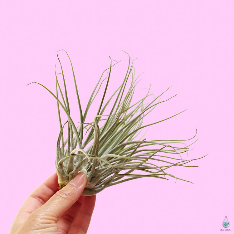 Tillandsia Oaxacana - Plant Collective