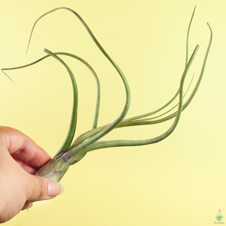 Tillandsia Pseudo Baileyi Air Plant - Plant Collective