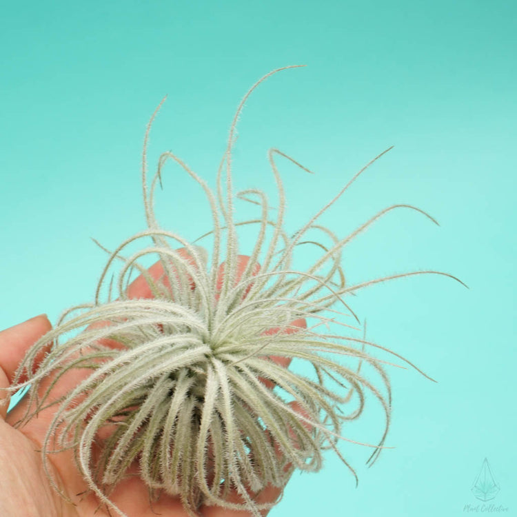 Tillandsia Tectorum (Ultra Rare) - Plant Collective