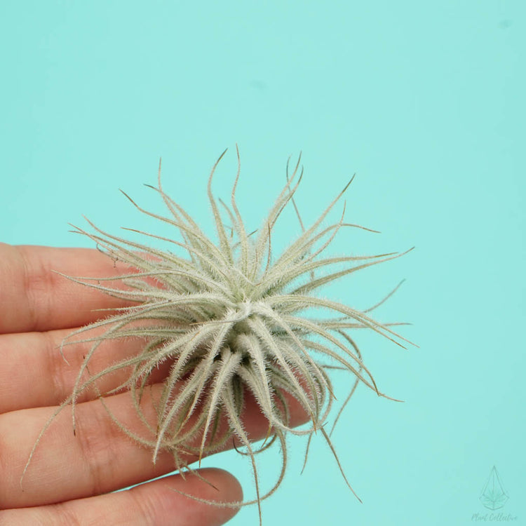 Tillandsia Tectorum (Ultra Rare) - Plant Collective