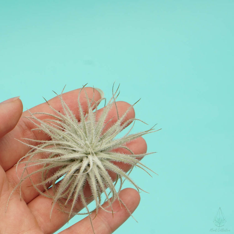 Tillandsia Tectorum (Ultra Rare) - Plant Collective