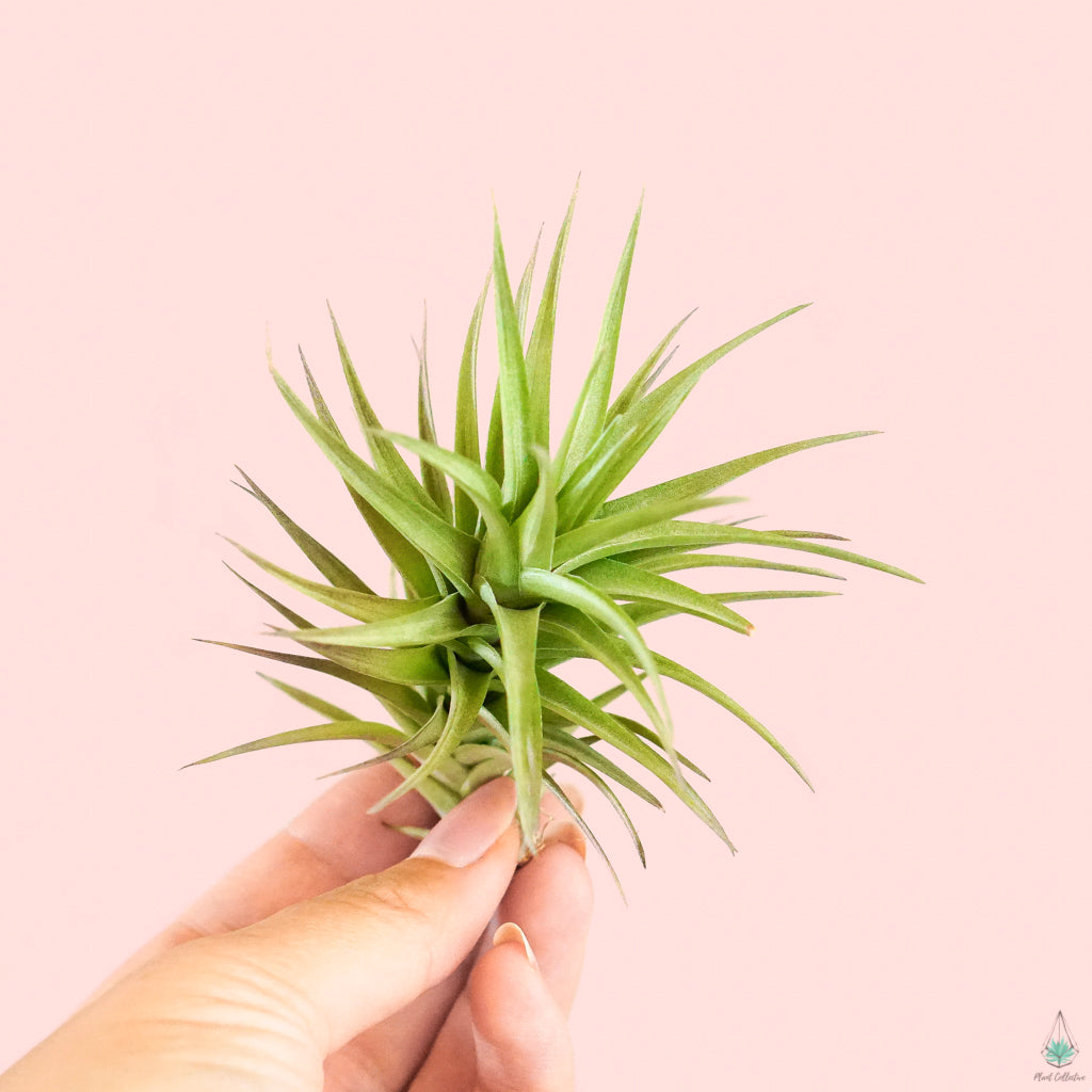 bergeri air plant Tillandsia Bergeri