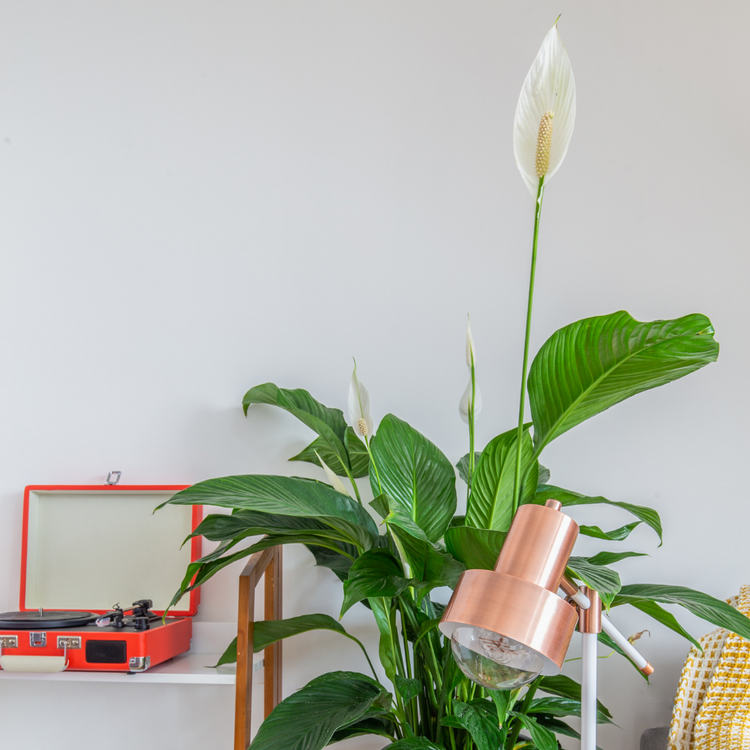 Peace Lily (Spathiphyllum)