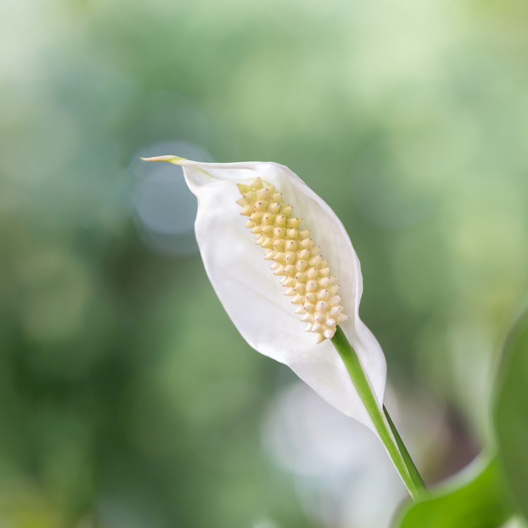 Peace Lily (Spathiphyllum)