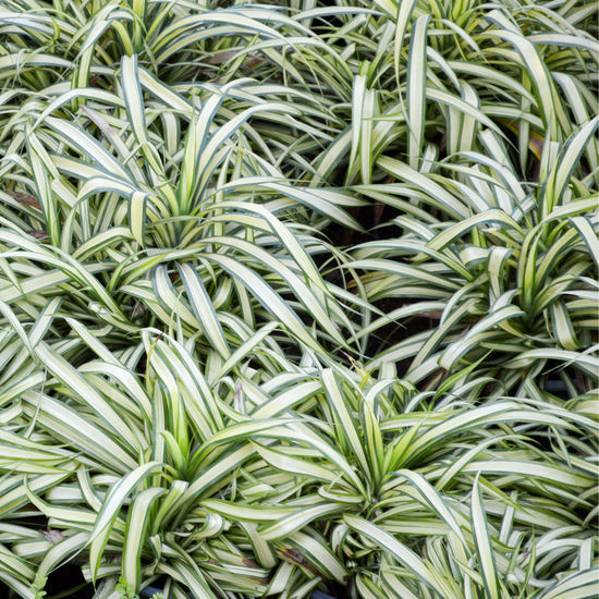 Assorted Spider Plant - Plant Collective