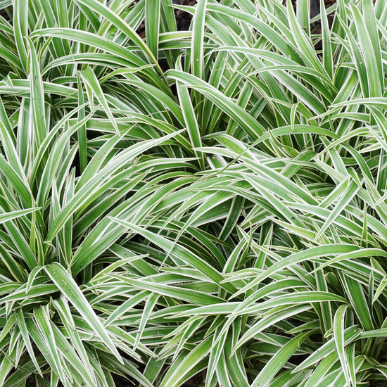 Assorted Spider Plant - Plant Collective