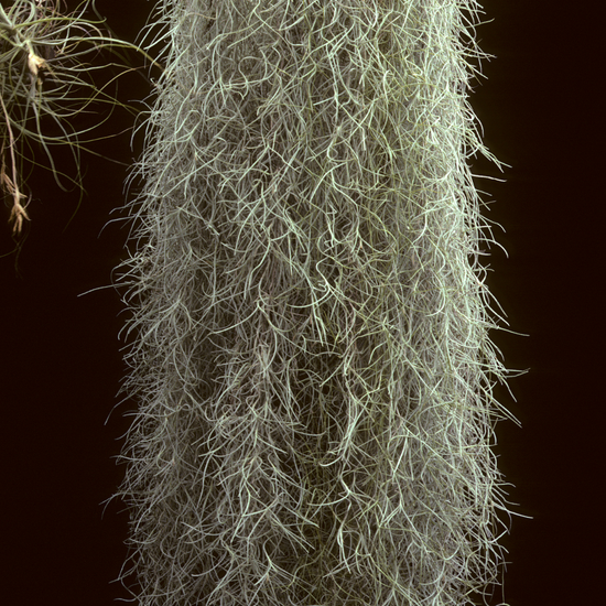 Living Spanish Moss - Plant Collective