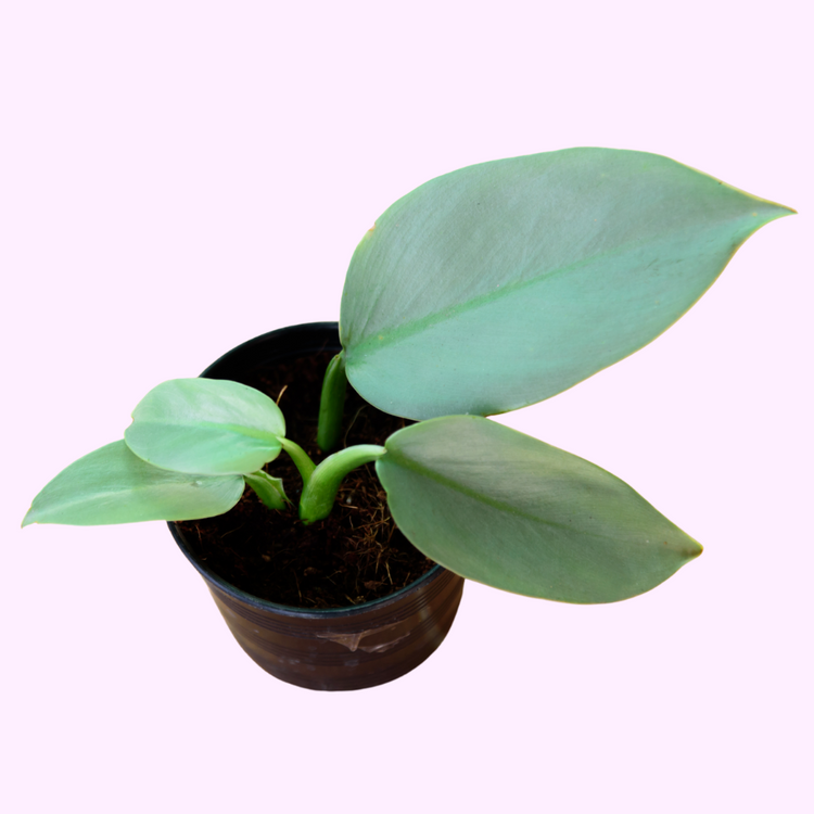 Philodendron Silver Sword