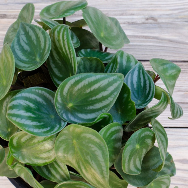 Watermelon Peperomia