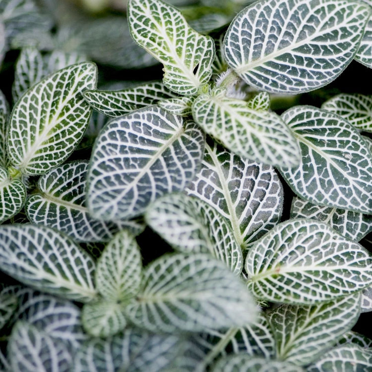 Assorted Fittonia