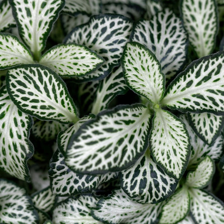 Assorted Fittonia
