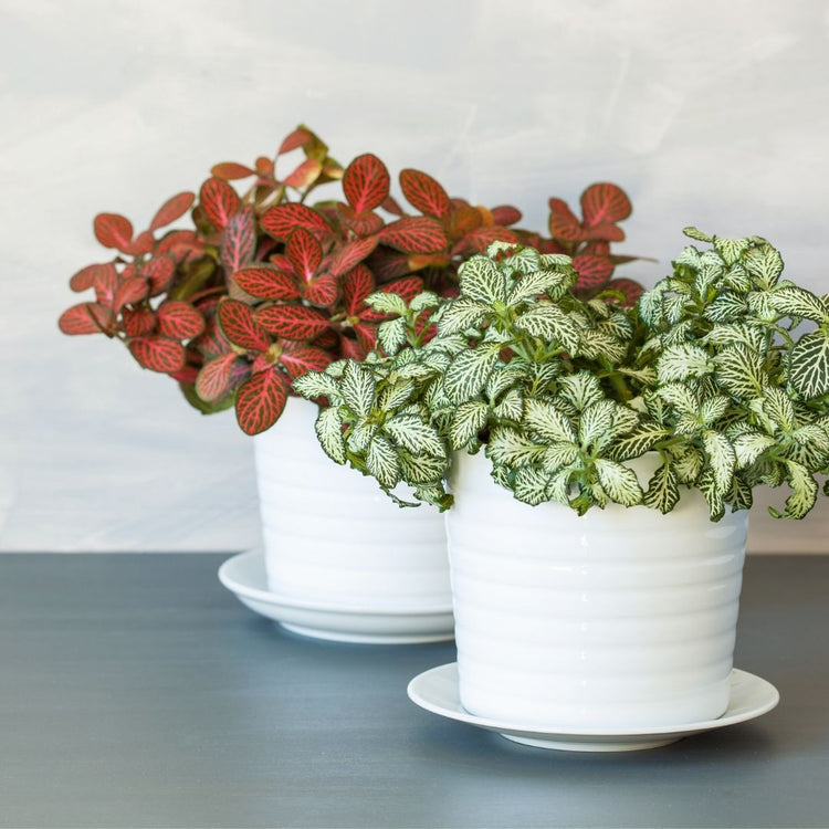 Assorted Fittonia