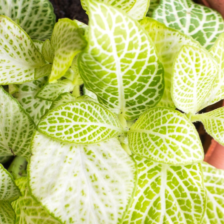 Assorted Fittonia