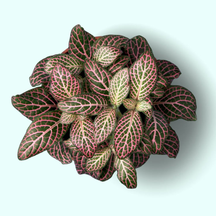 Assorted Fittonia