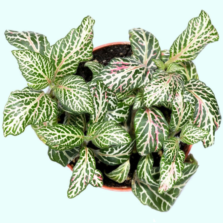Assorted Fittonia