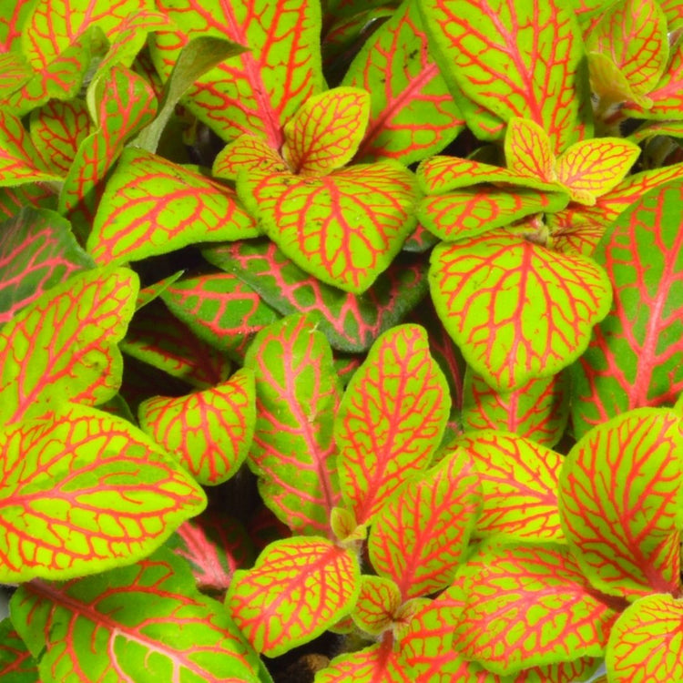 Assorted Fittonia