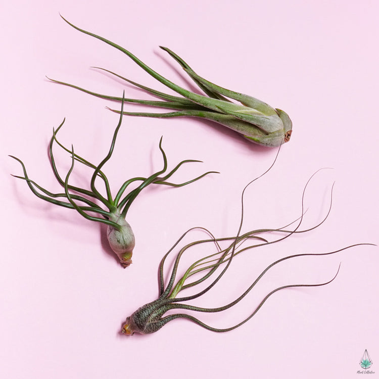 The Wild Collection (Bulbosa/Medusa/Butzii) - Plant Collective