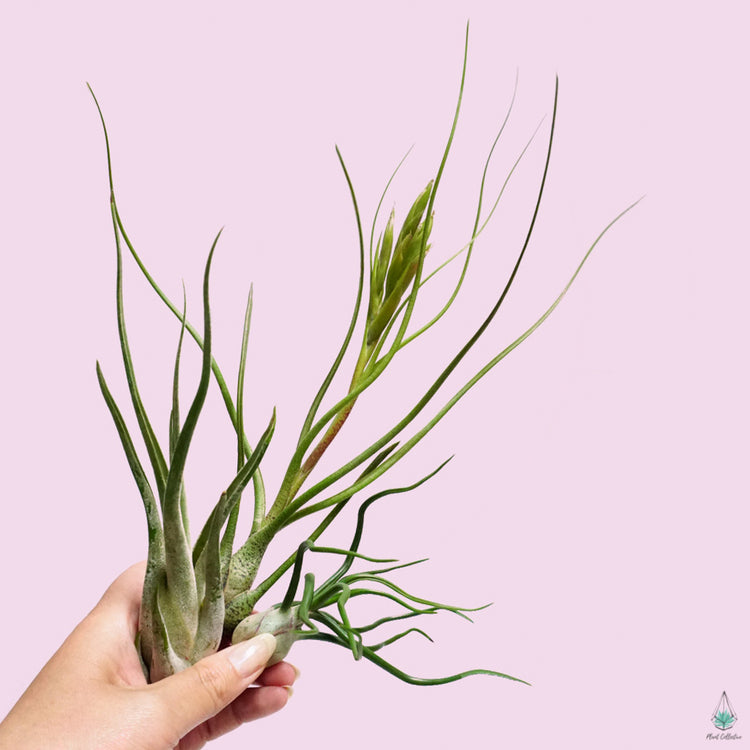 The Wild Collection (Bulbosa/Medusa/Butzii) - Plant Collective