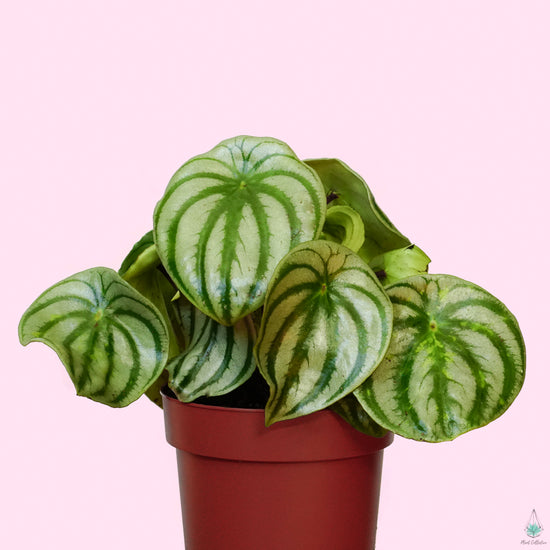 Watermelon Peperomia - Plant Collective