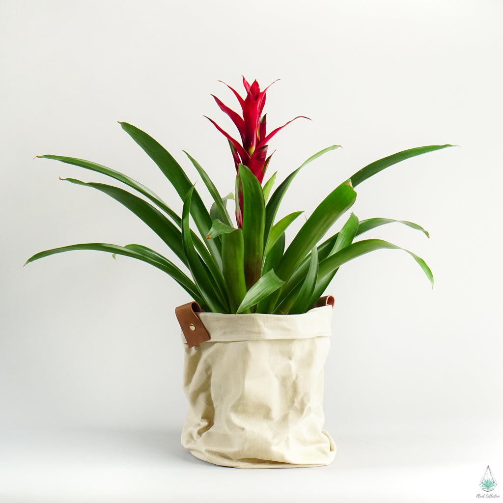 Large 10.5"(w) x 8"(h)