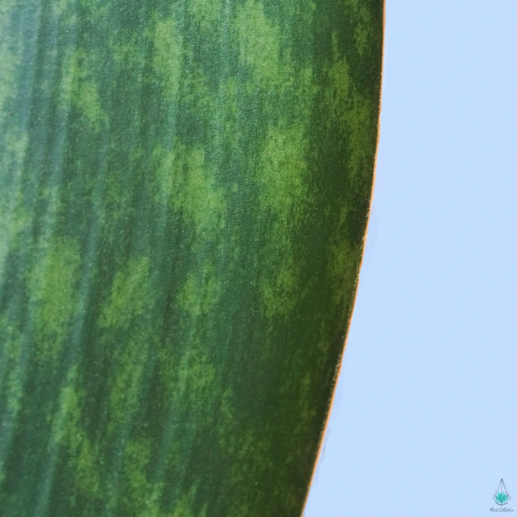 Snake Plant (Whale Fin)