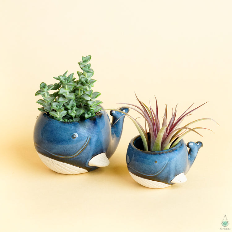 Whale Pot