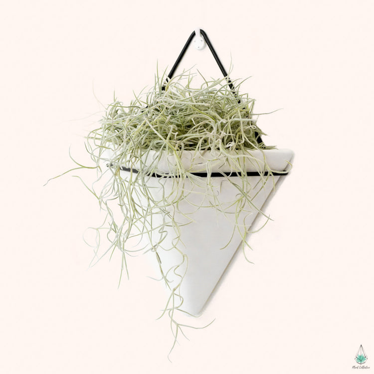 Triangle Wall Planters