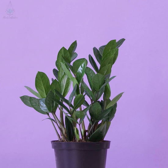 ZZ Plant (Zamioculcas Zamiifolia) - Plant Collective