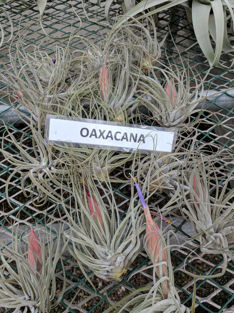 Tillandsia Oaxacana - Plant Collective