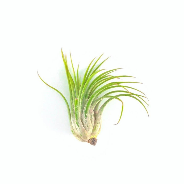 Ionantha Scaposa - Plant Collective