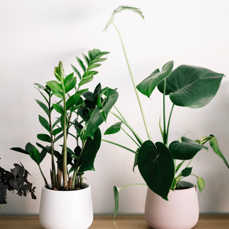 ZZ Plant (Zamioculcas Zamiifolia) - Plant Collective