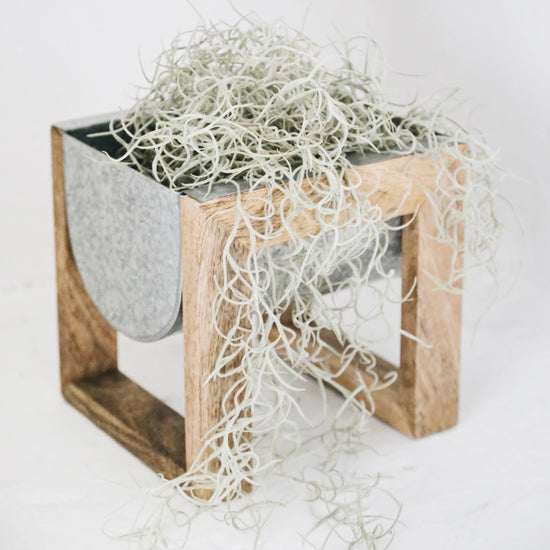 Living Spanish Moss - Plant Collective