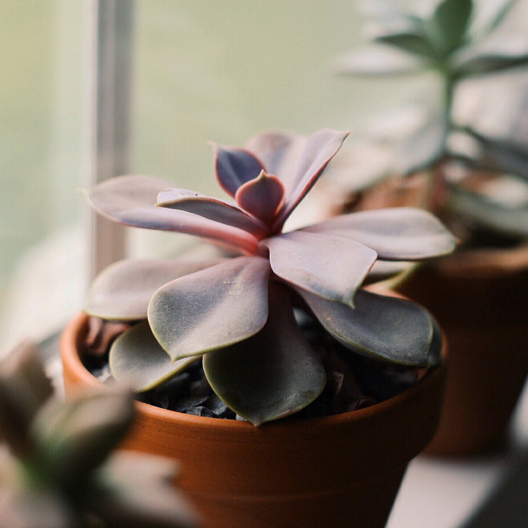 Echeveria Perle Von Nurnburg - Plant Collective