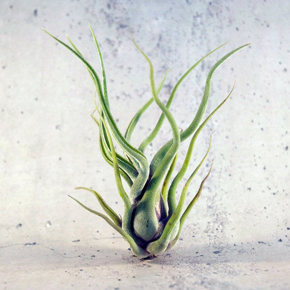 Tillandsia Caput Medusae Air Plant (Medusa) - Plant Collective