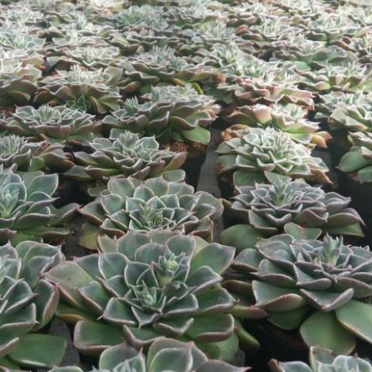 Graptopetalum Bellum