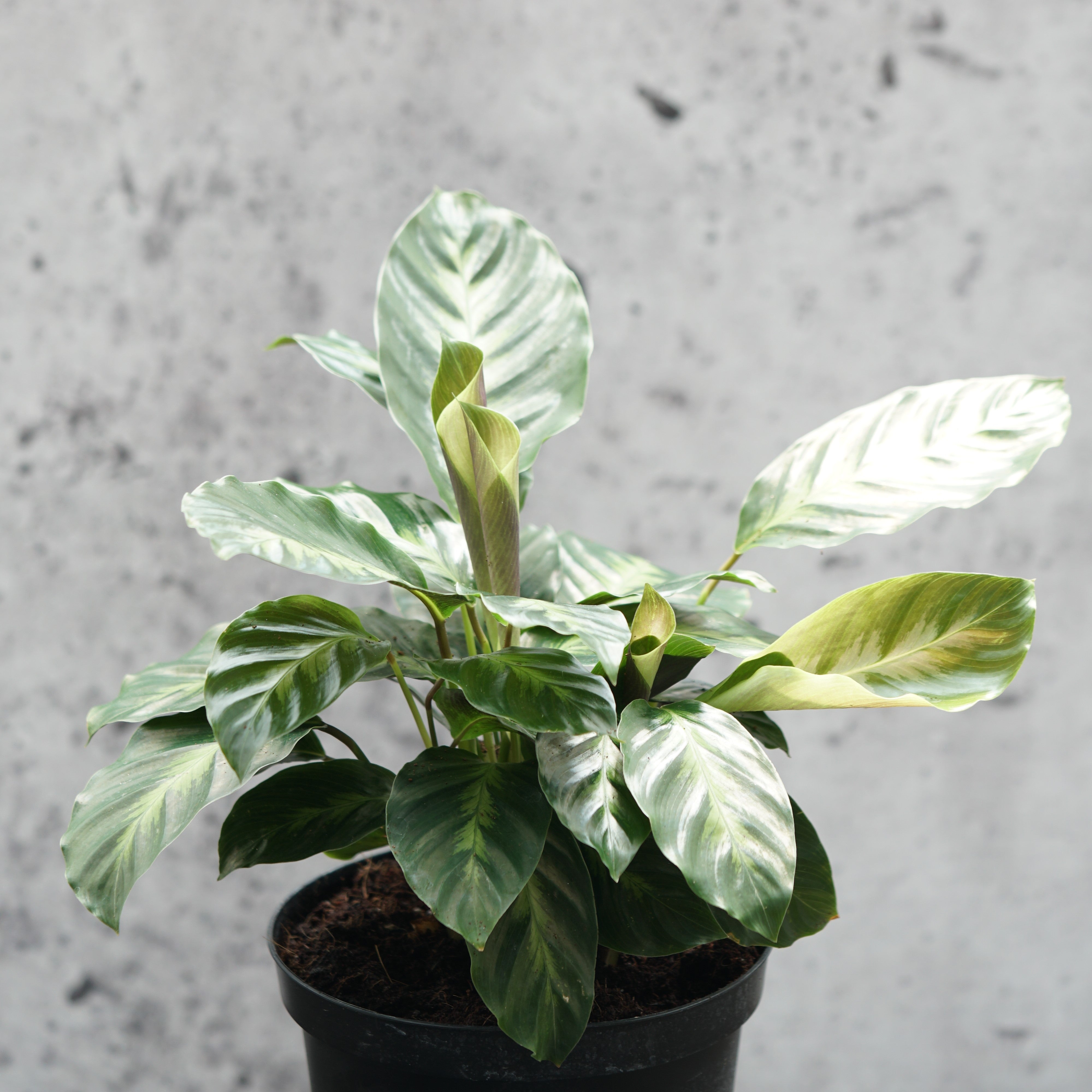 misto prayer plant Calathea Misto