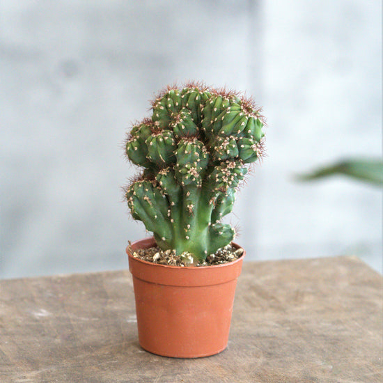 Cereus Wild Crest - Plant Collective