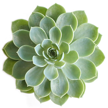 Echeveria Blue Atoll - Plant Collective