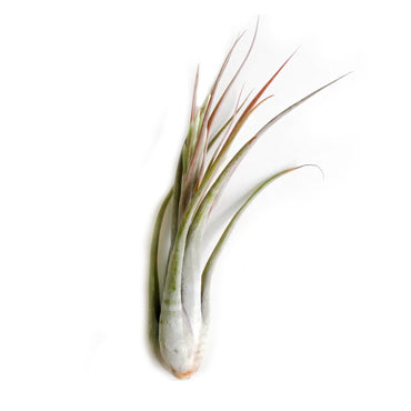 Tillandsia Circinata - Plant Collective