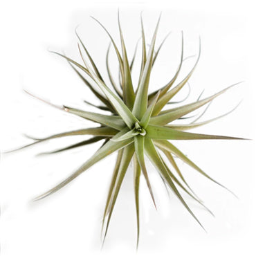 Tillandsia Bergeri - Plant Collective