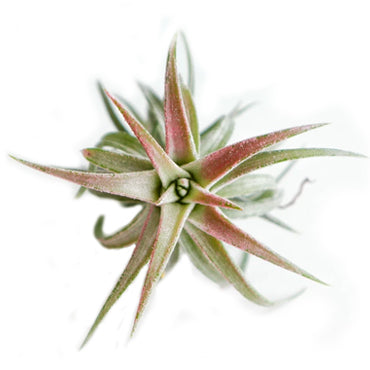 Tillandsia Ionantha Vanhyningii - Plant Collective