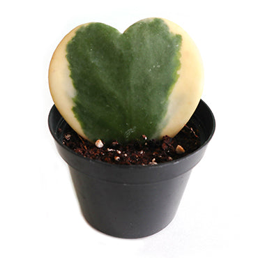 Sweetheart Hoya (Hoya kerrii) - Plant Collective