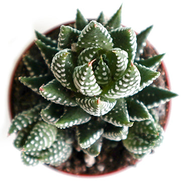 Haworthia Coarctata - Plant Collective