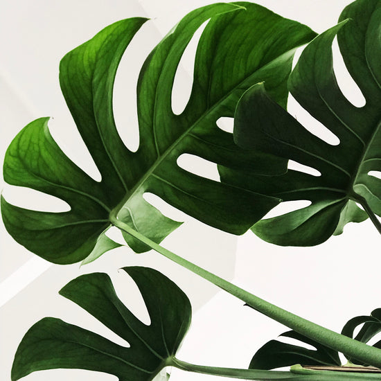 Monstera Deliciosa (Swiss Cheese Plant) - Plant Collective